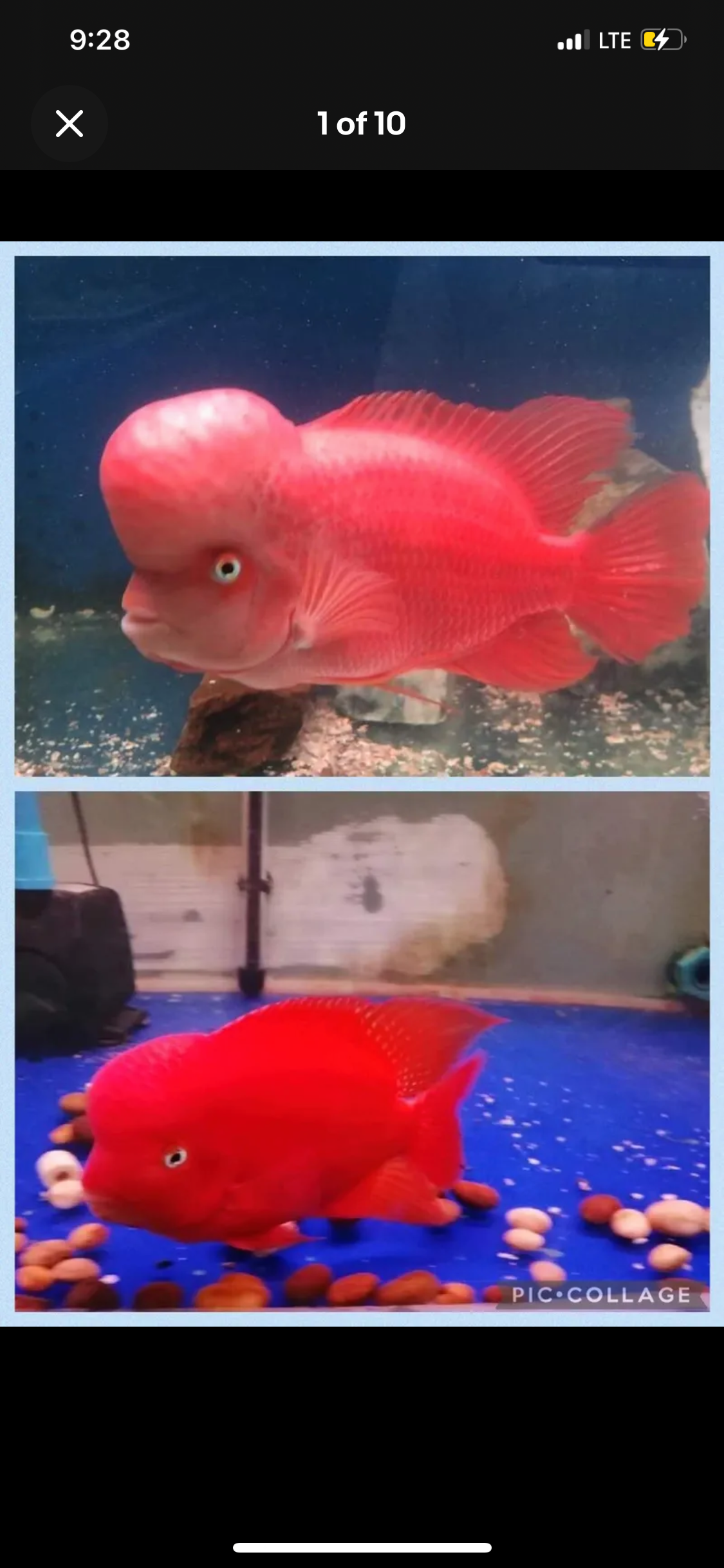 Super Red Monkey Fry Pack ( 5 Pack )