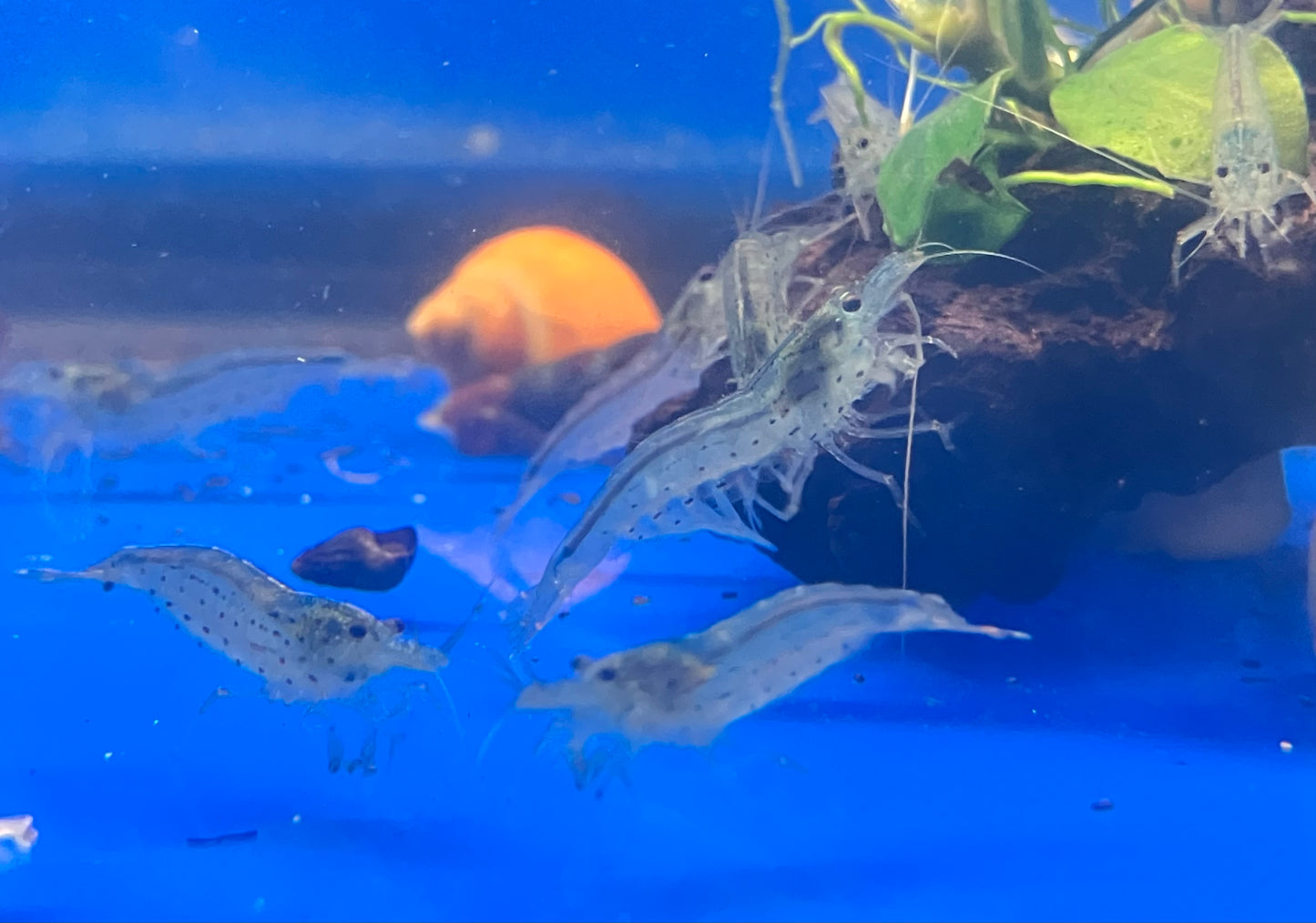 Amano Shrimp 1-1.5” (6-Pack)