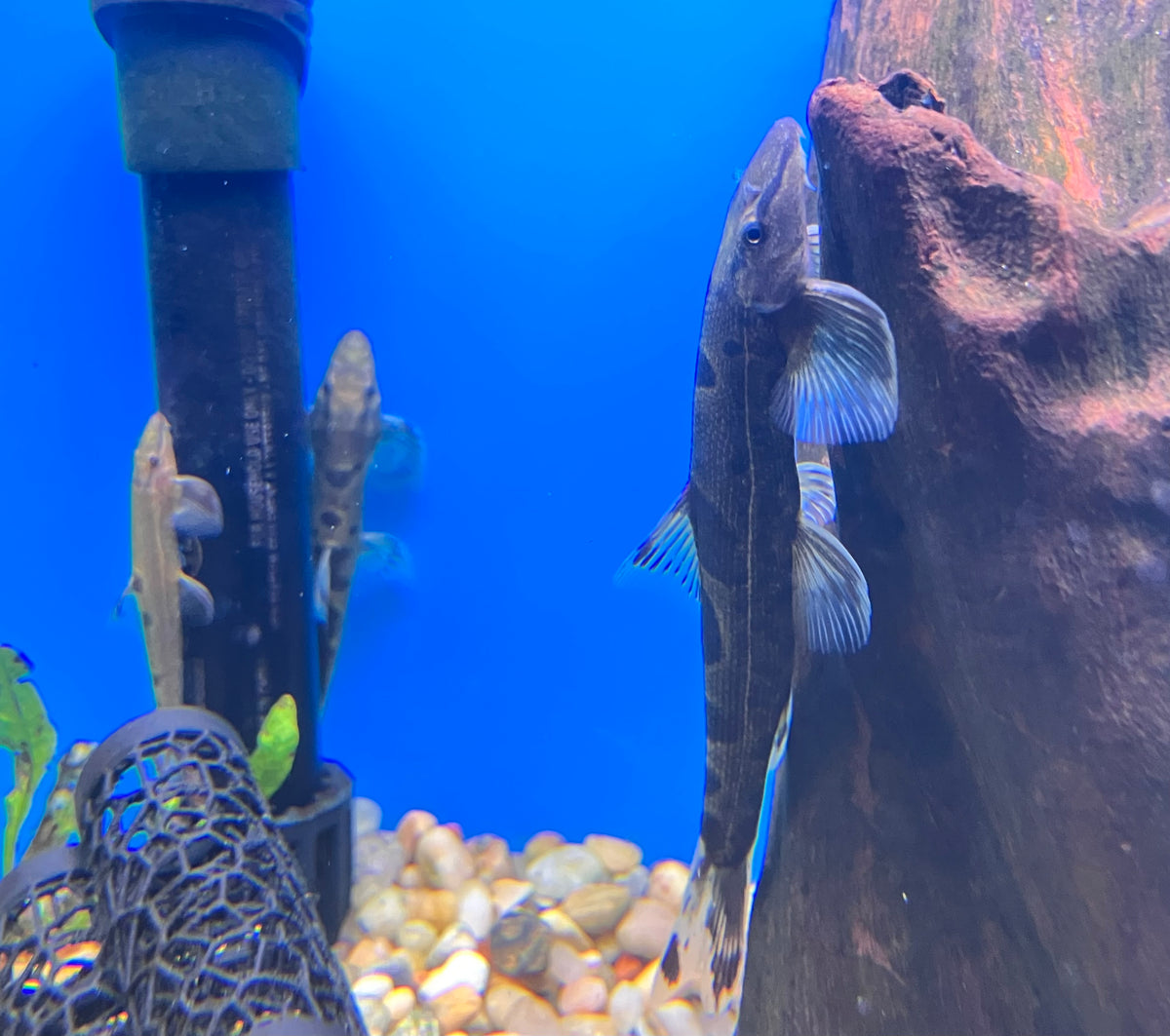 Spotted Saddleback Loach (Homaloptera ocellata)