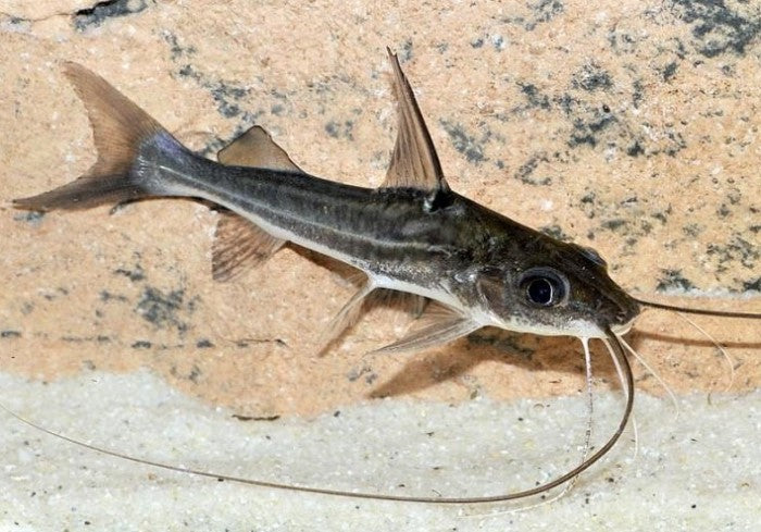 4 Line Catfish 5-6"