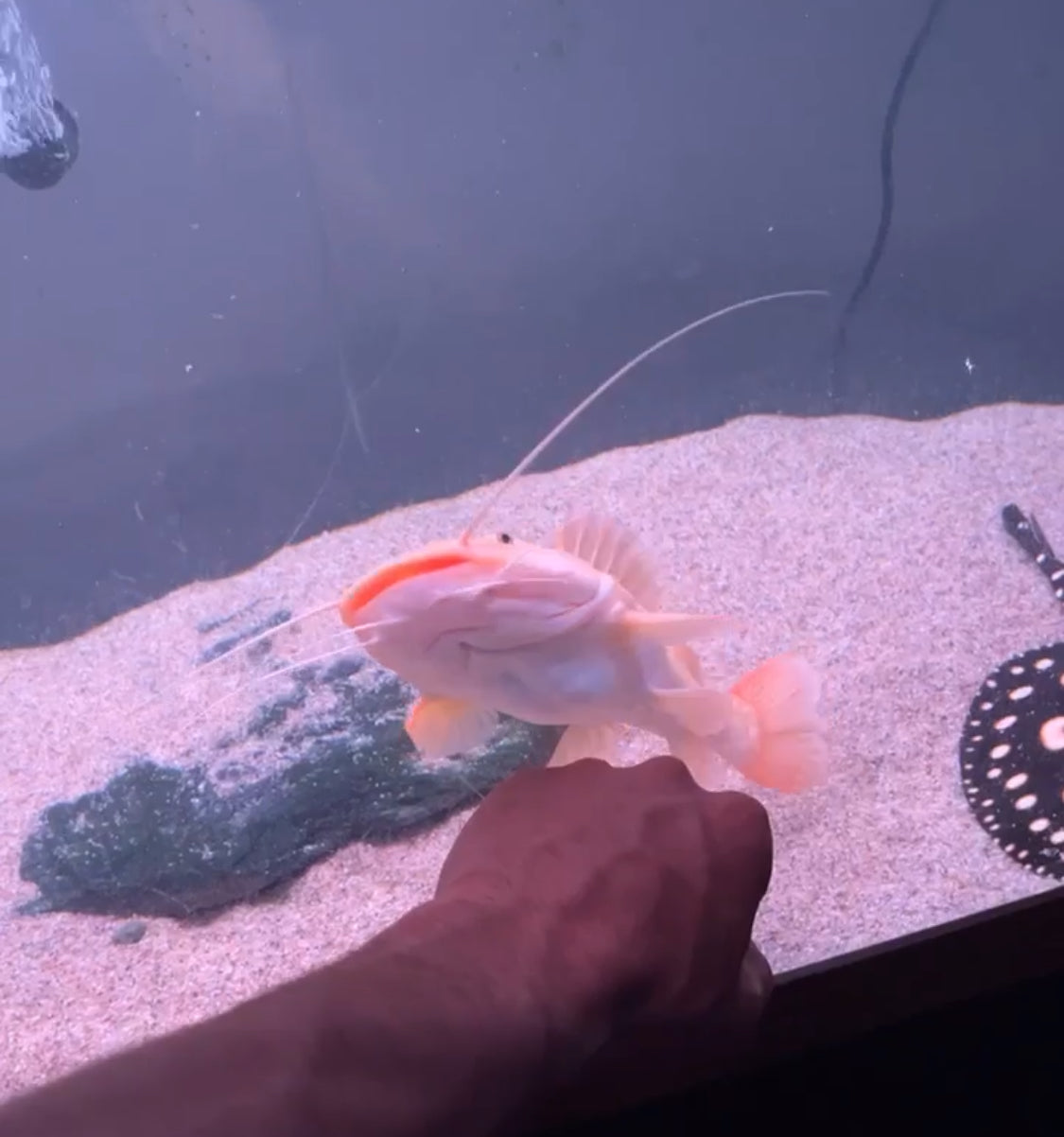 Platinum Redtail Catfish 14"