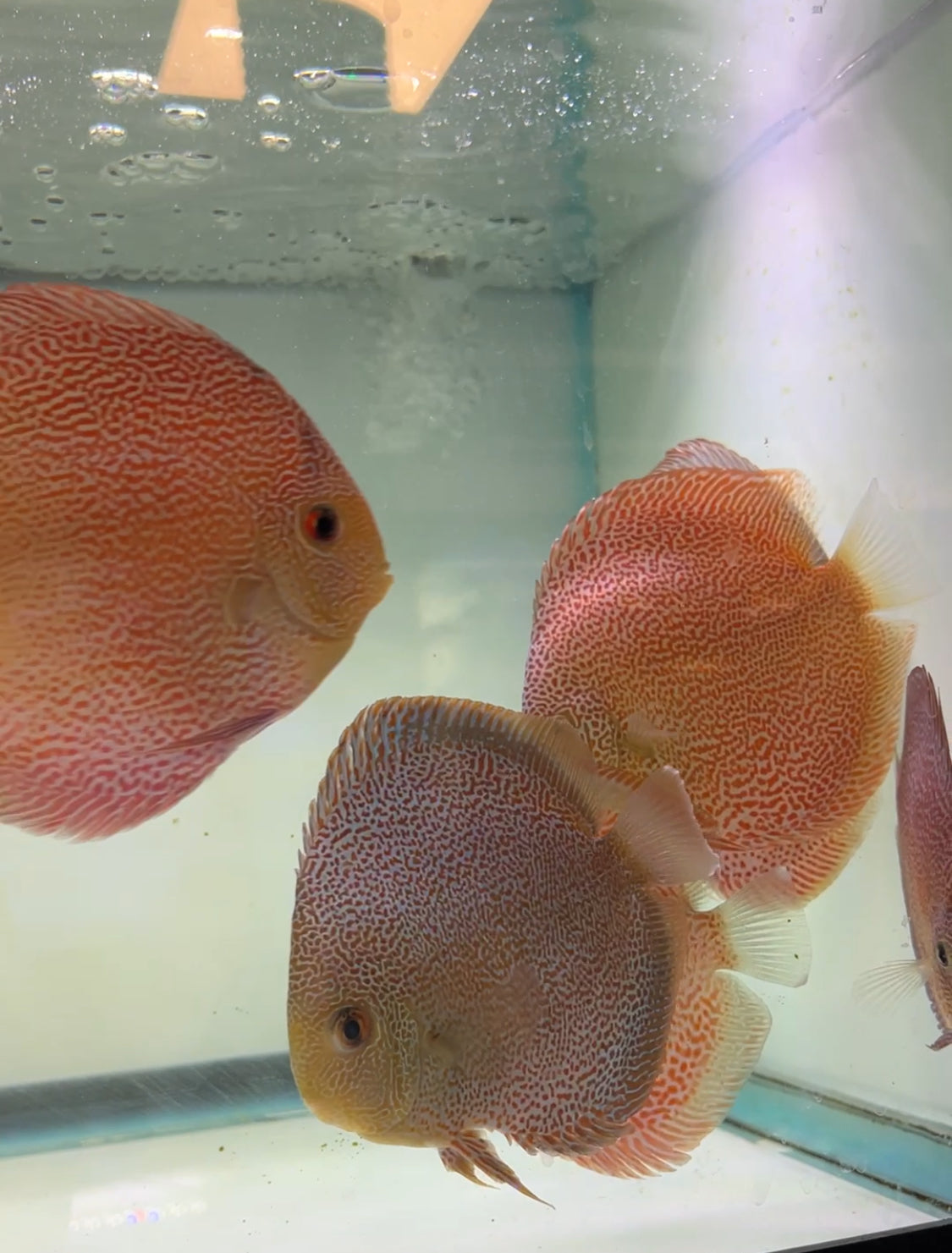 Super Viper King Discus 5-6"