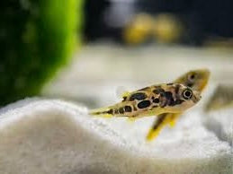 Pea Puffers 3 - Pack