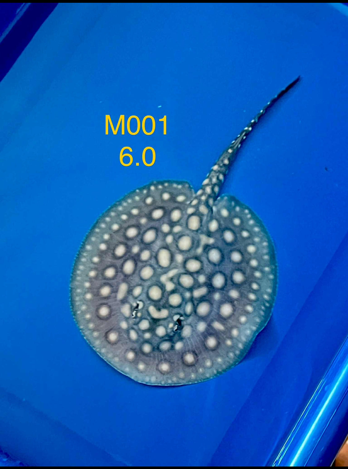 Black Diamond Hybrid Stingray Male 01