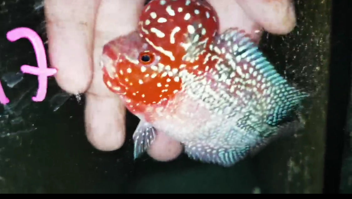 Super Red Dragon Flowerhorn ( Male ) -J17