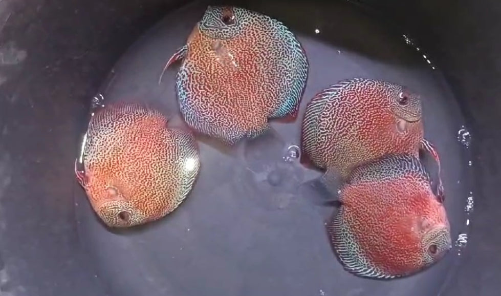 Super Viper King Discus 5-6"