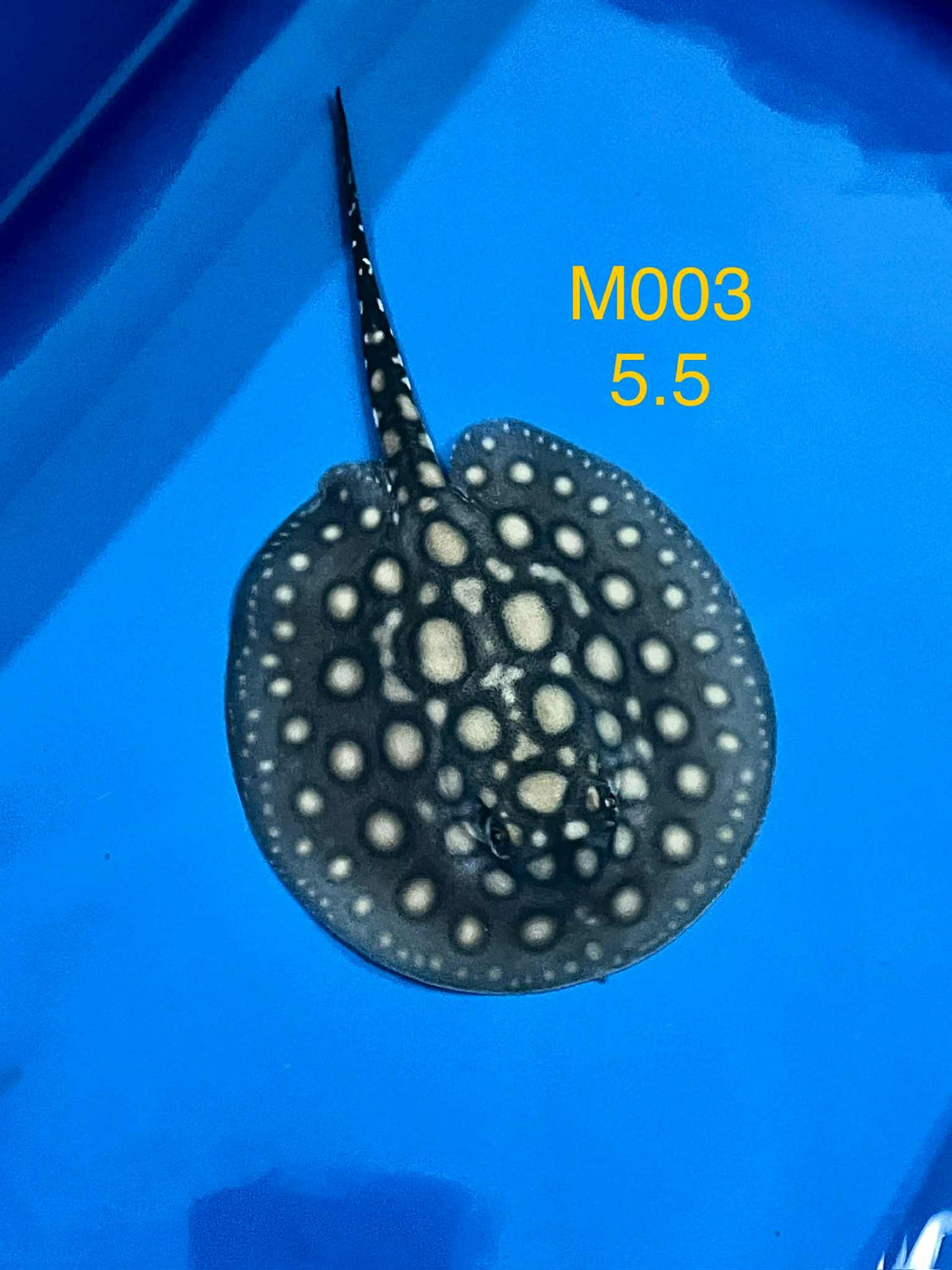 Black Diamond Hybrid Male M003