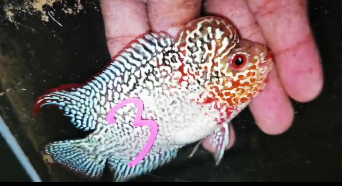 Super Red Dragon Flowerhorn ( Male ) -J3