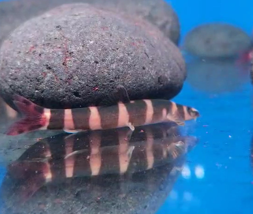 Red Tail Sand Loaches ( Kapuasia maculiceps )