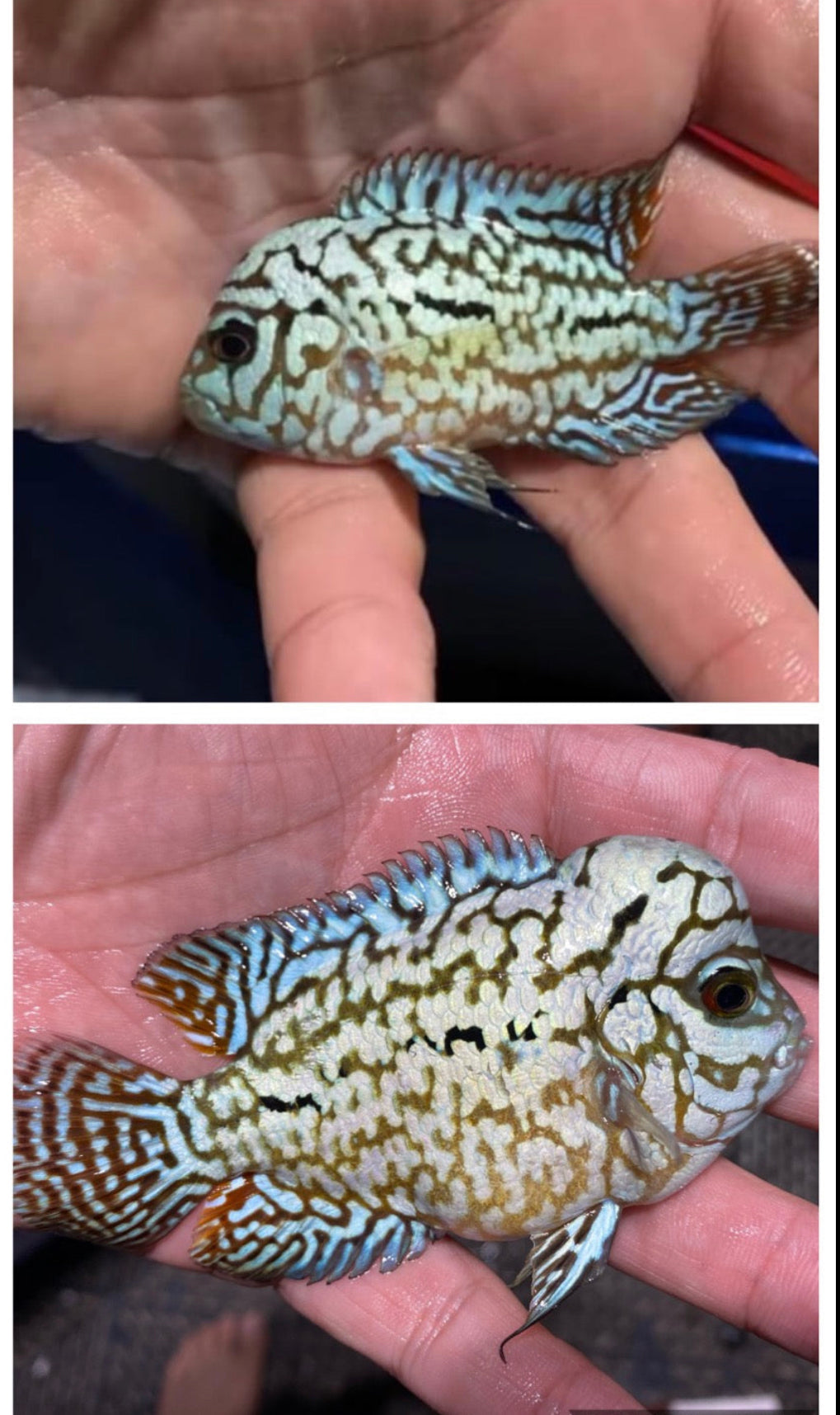 J4 Flowerhorn Food Premium Pellets ( 50g ) New Formula!