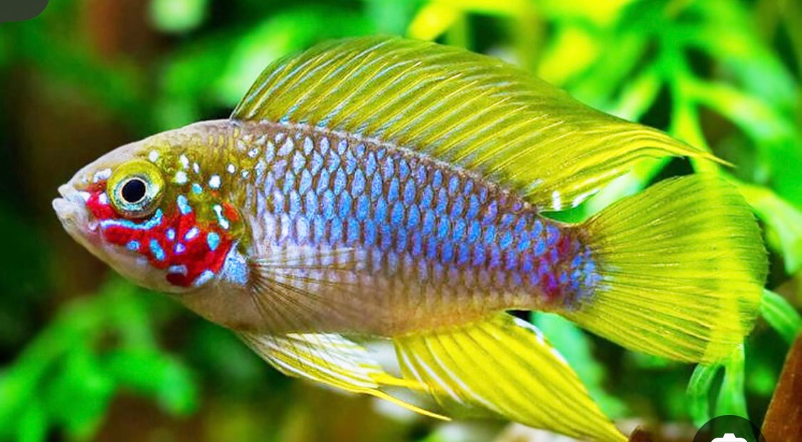 Apistogramma Borellii 1"