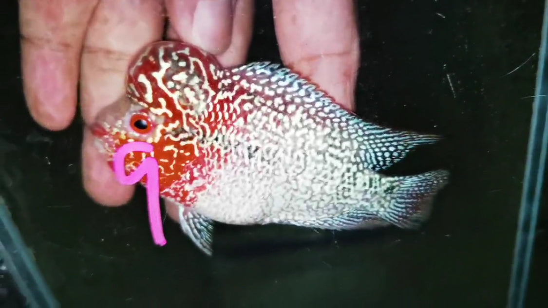 Super Red Dragon Flowerhorn ( Male ) -J9
