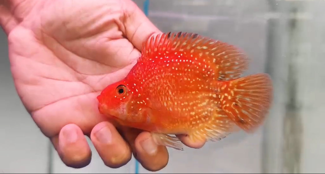 Crystal Parrot Cichlid P-04