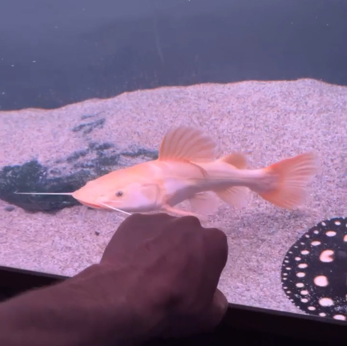 Platinum Redtail Catfish 14"