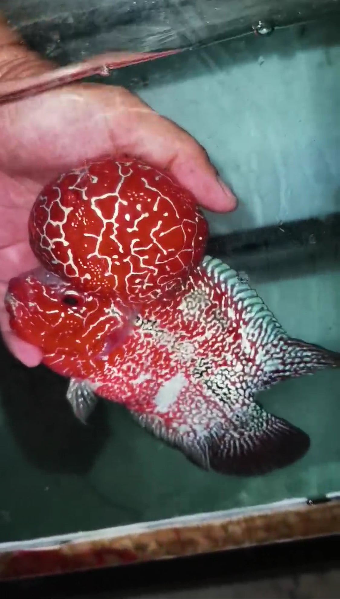 Super Red Dragon HQ Flowerhorn ( Male ) -VIP1