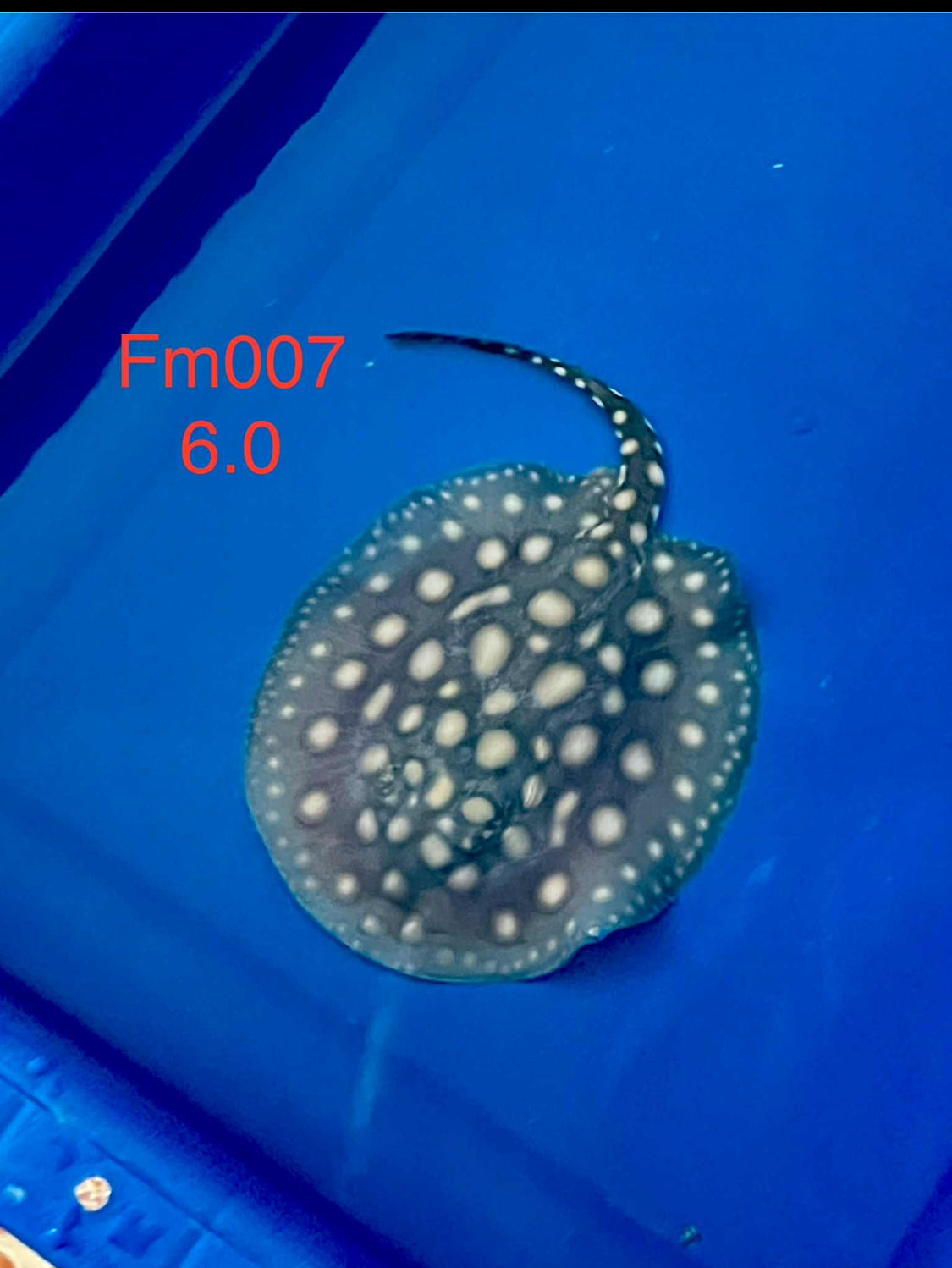 Black Diamond Hybrid Stingray Female 07