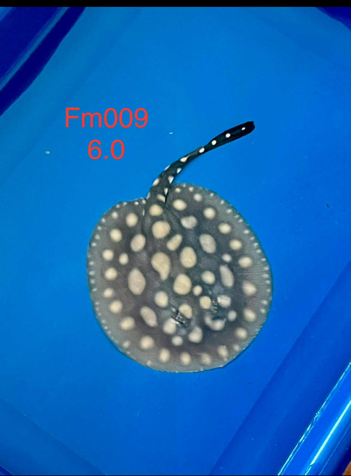 Black Diamond Hybrid Stingray Female 09