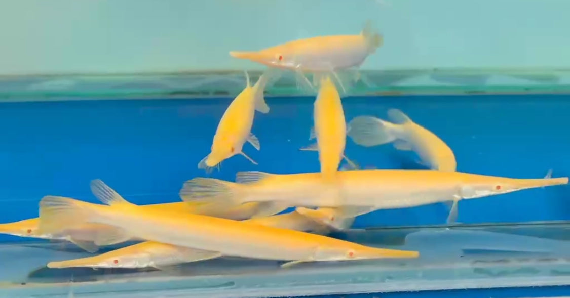 Albino Florida Gar 8-9"