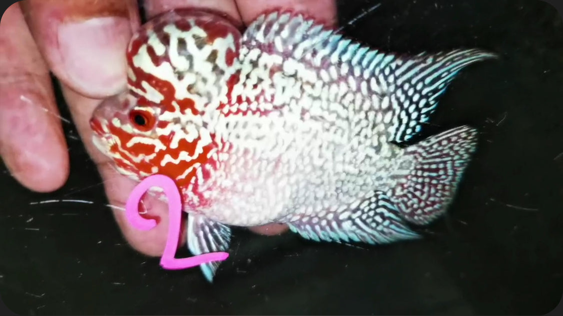 Super Red Dragon Flowerhorn ( Male ) -J2