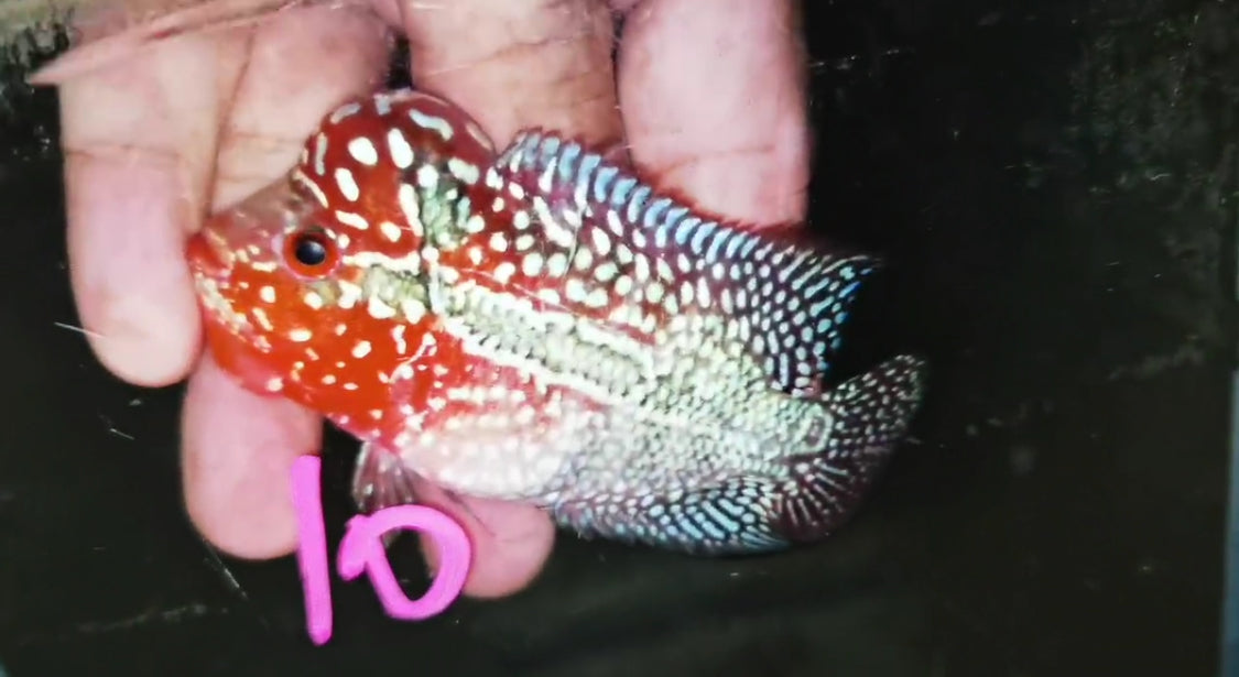 Super Red Dragon Flowerhorn ( Male ) -J10