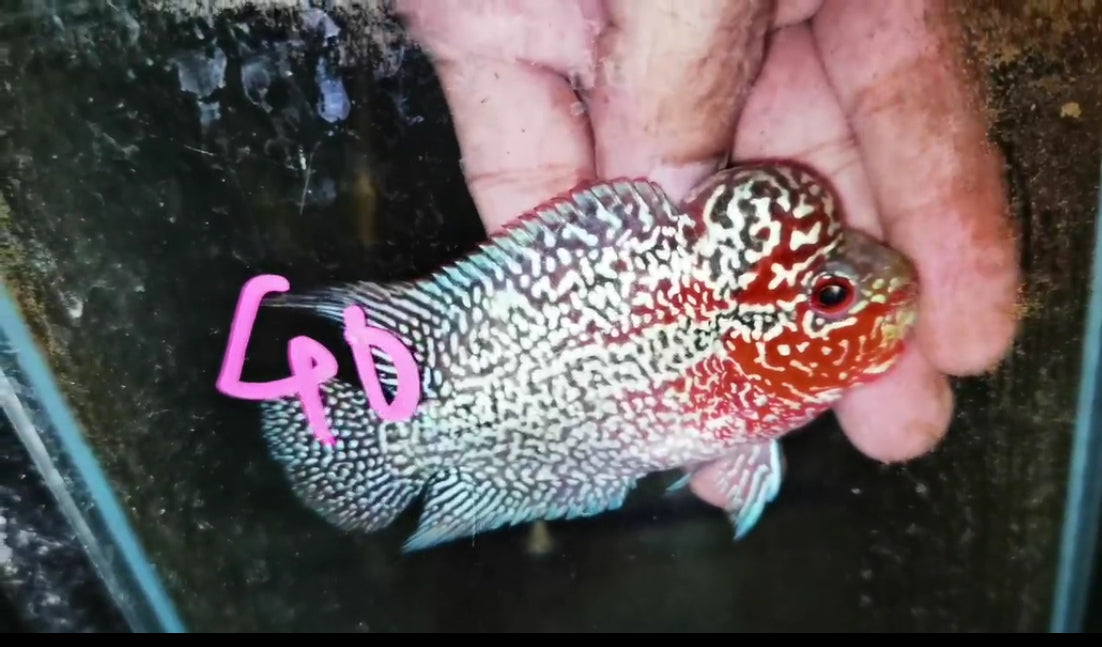 HQ Super Red Dragon Flowerhorn ( Male ) -J40