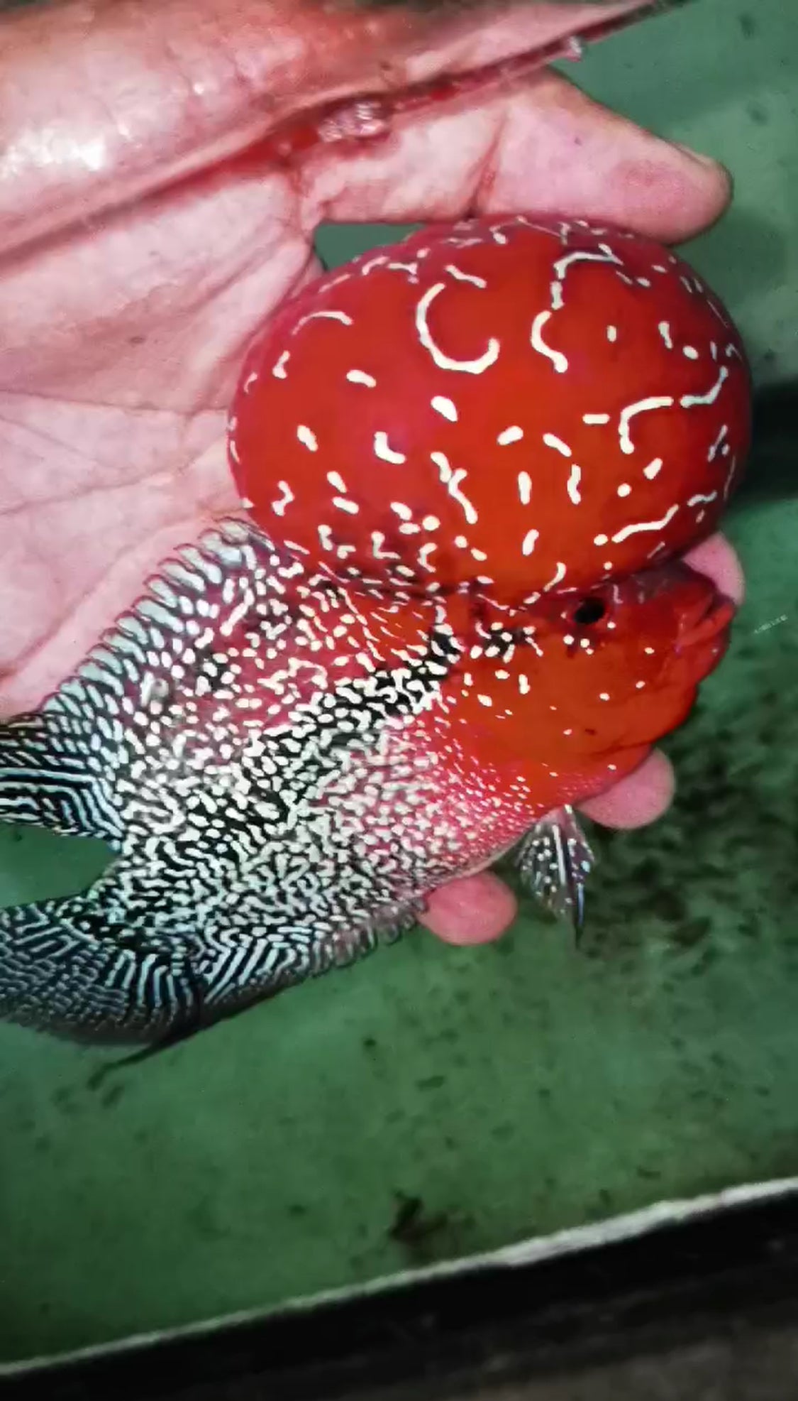 Super Red Dragon HQ Flowerhorn ( Male ) -VIP3