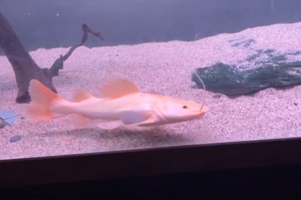 Platinum Redtail Catfish 14"