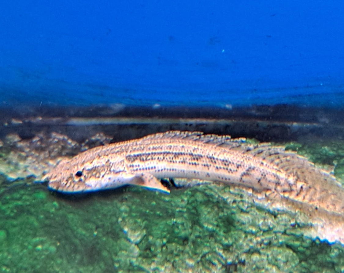 Lapradei Bichir
