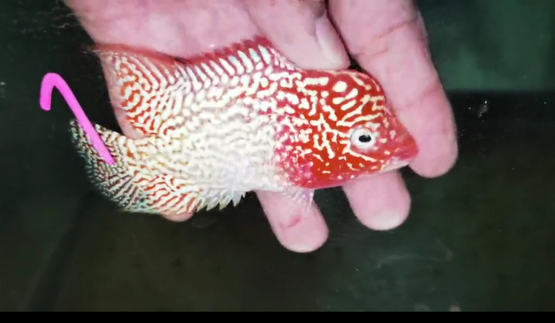 Golden Base Flowerhorn ( Male ) -G1