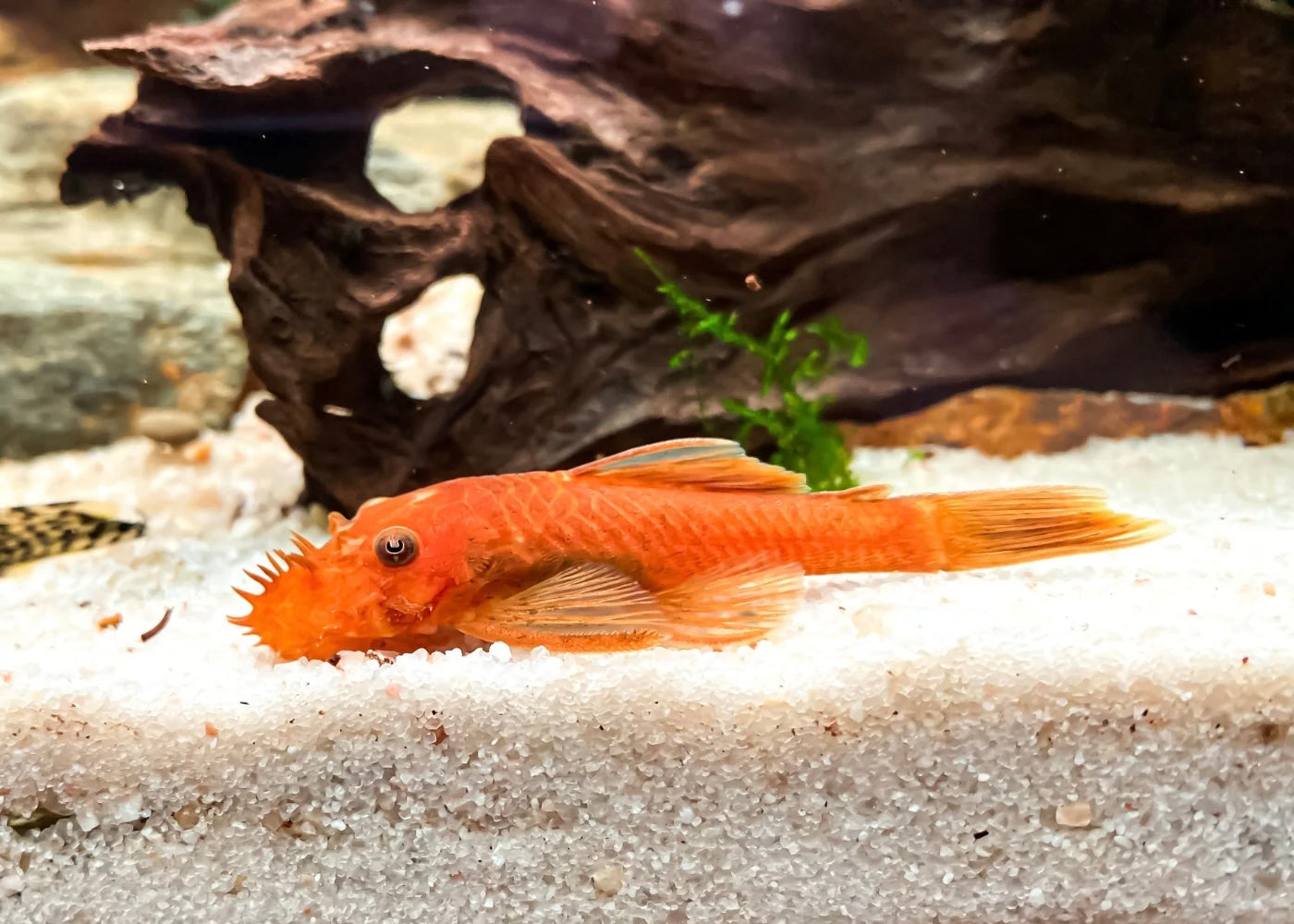 Super Red Bristlenose Pleco 1"