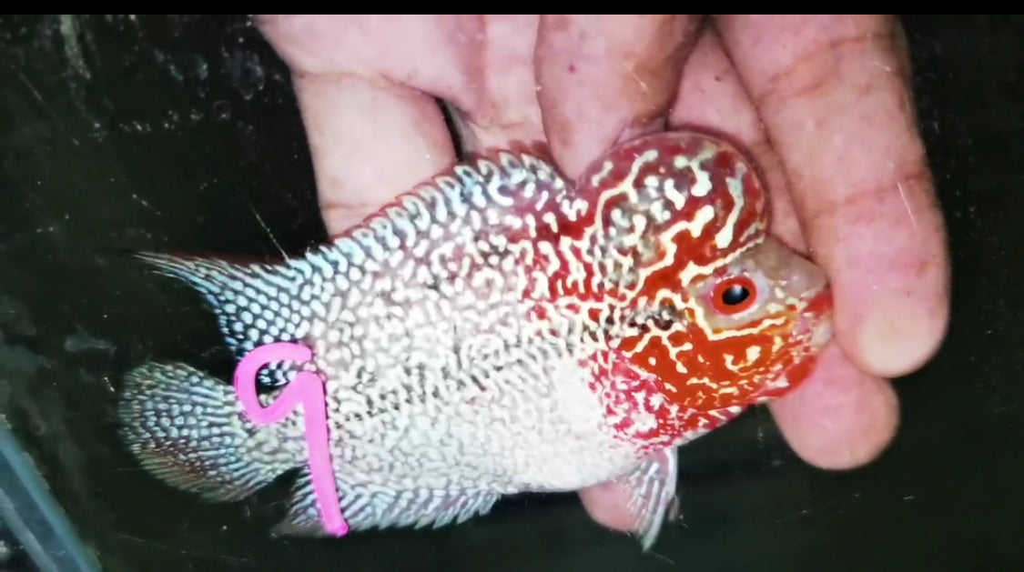 Super Red Dragon Flowerhorn ( Male ) -J9