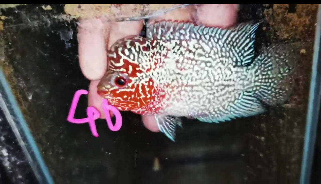 HQ Super Red Dragon Flowerhorn ( Male ) -J40