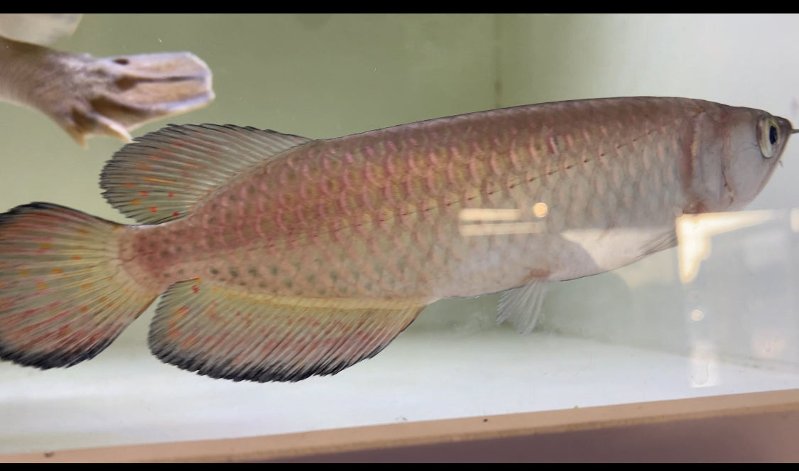 Jardini Arowana 5-6"