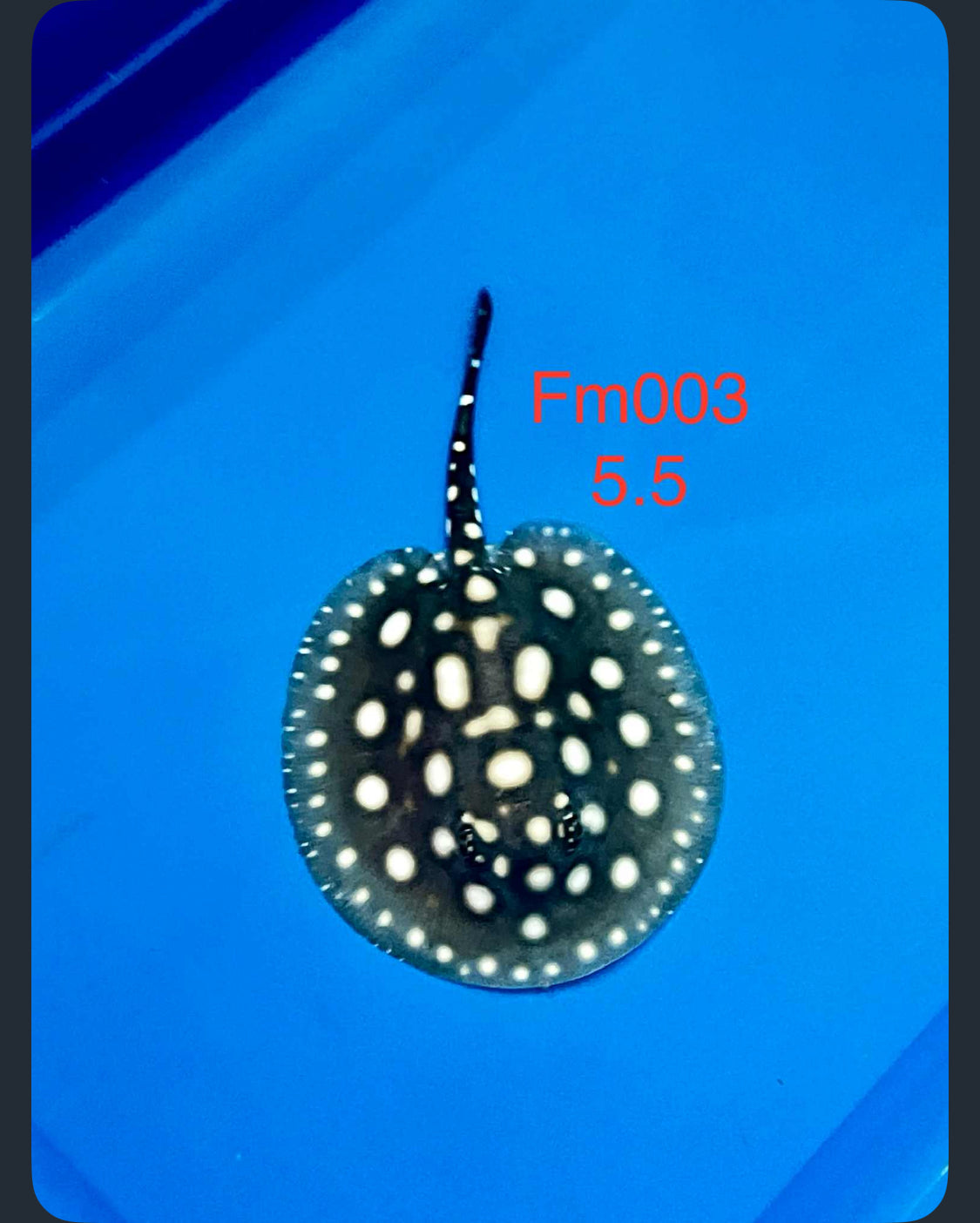 Black Diamond Stingray ( female )-03
