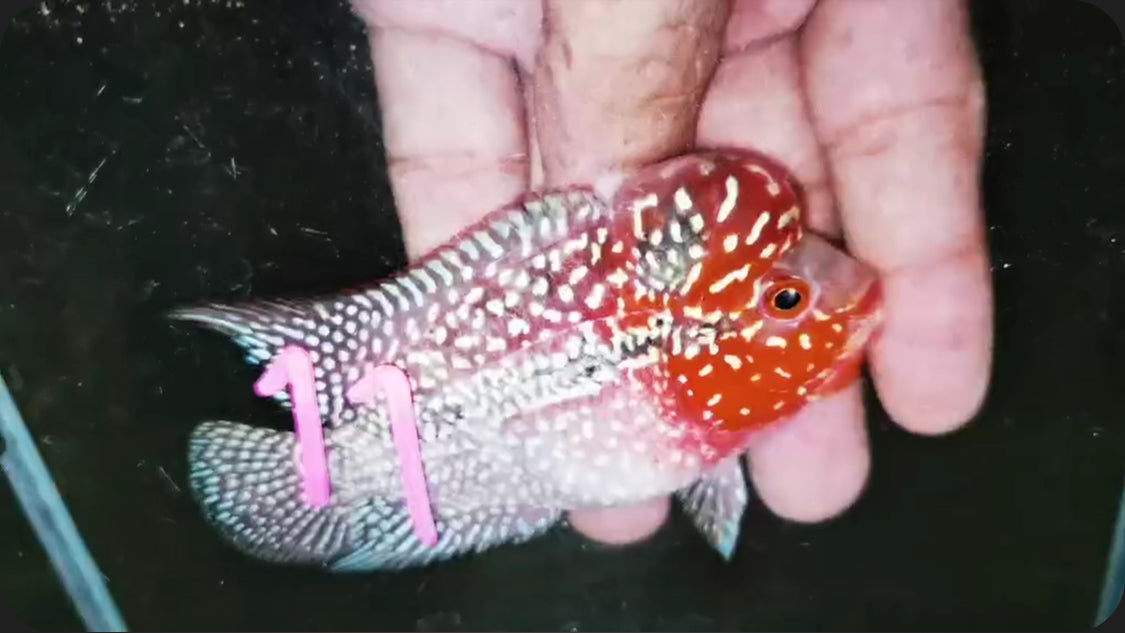 Super Red Dragon Flowerhorn ( Male ) -J11