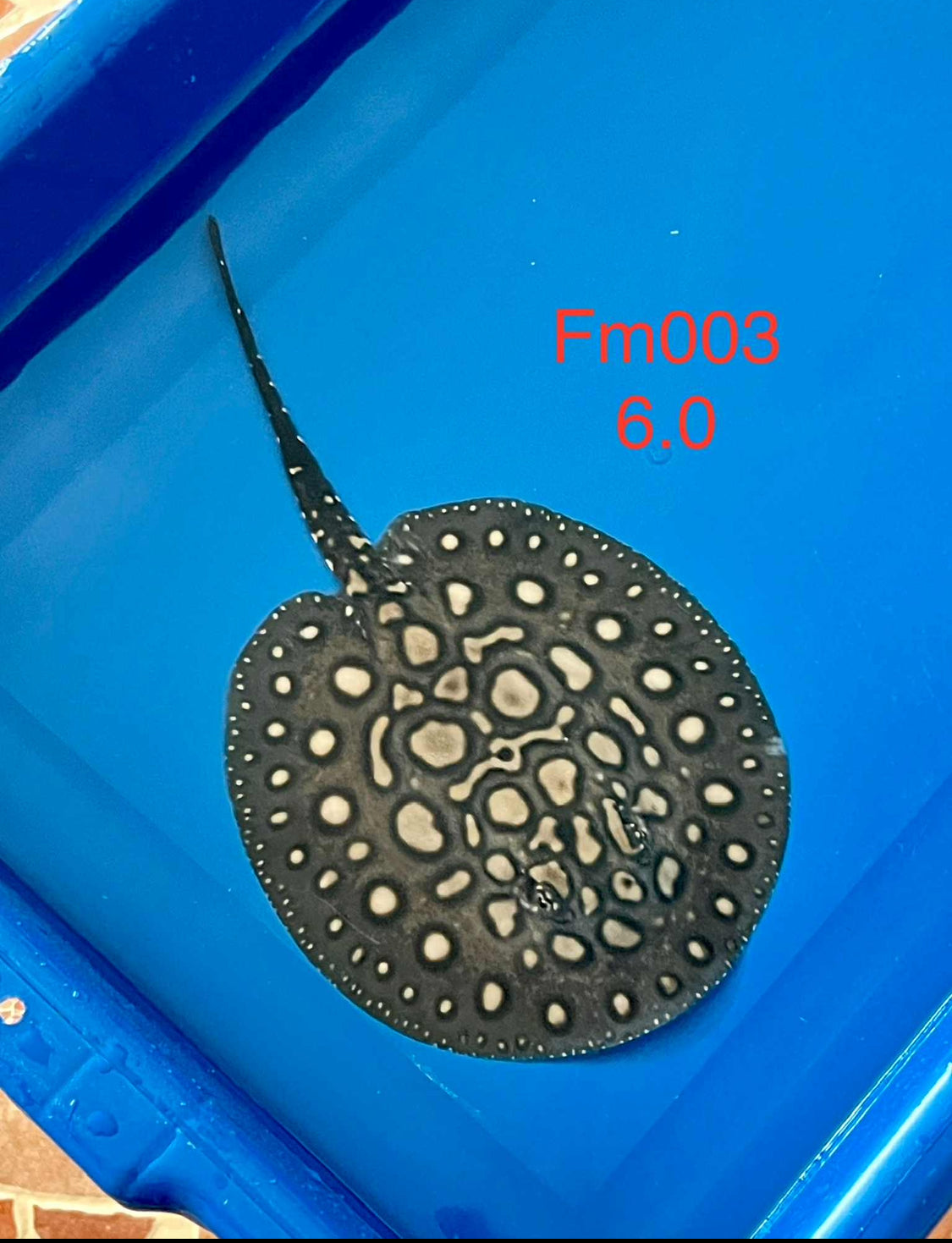 Black Diamond Hybrid Stingray Female 03