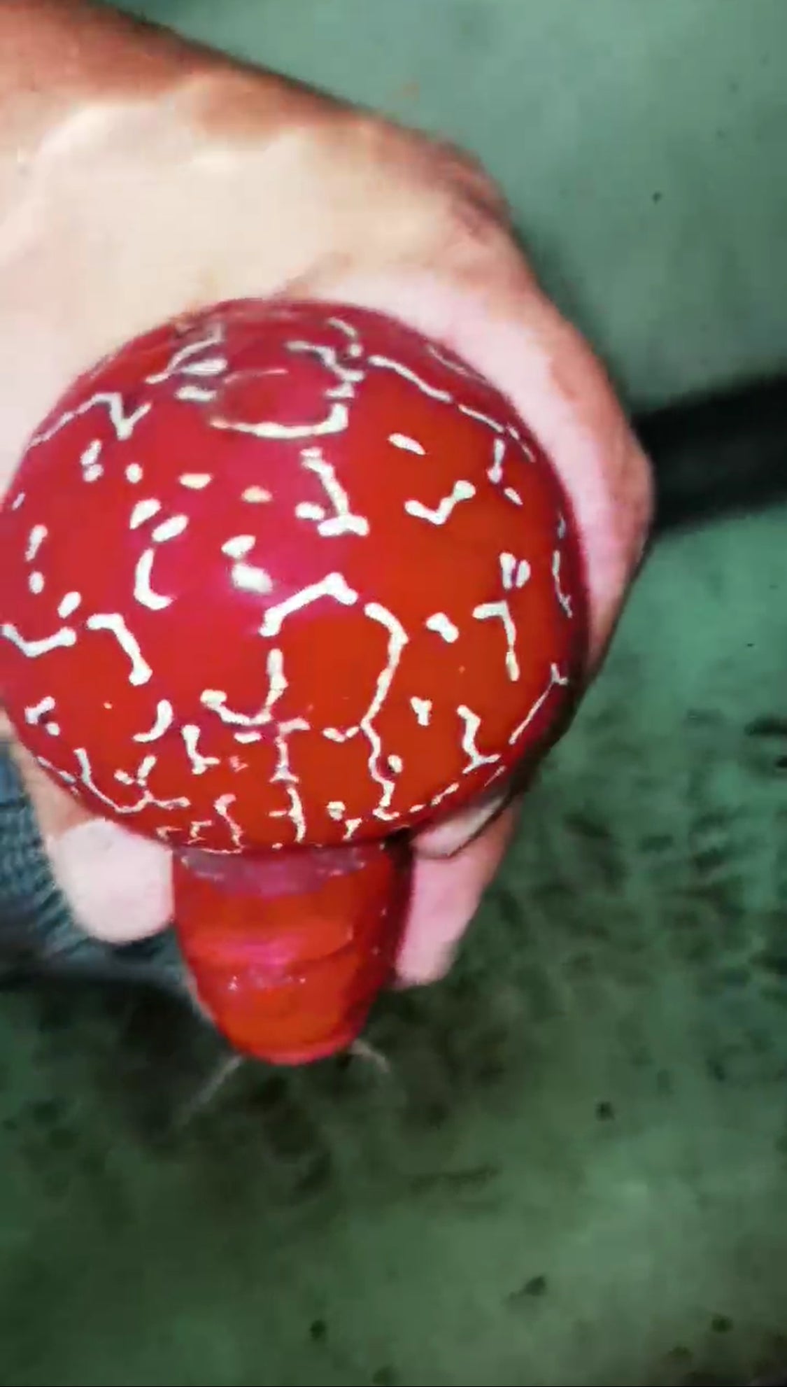 Super Red Dragon HQ Flowerhorn ( Male ) -VIP3