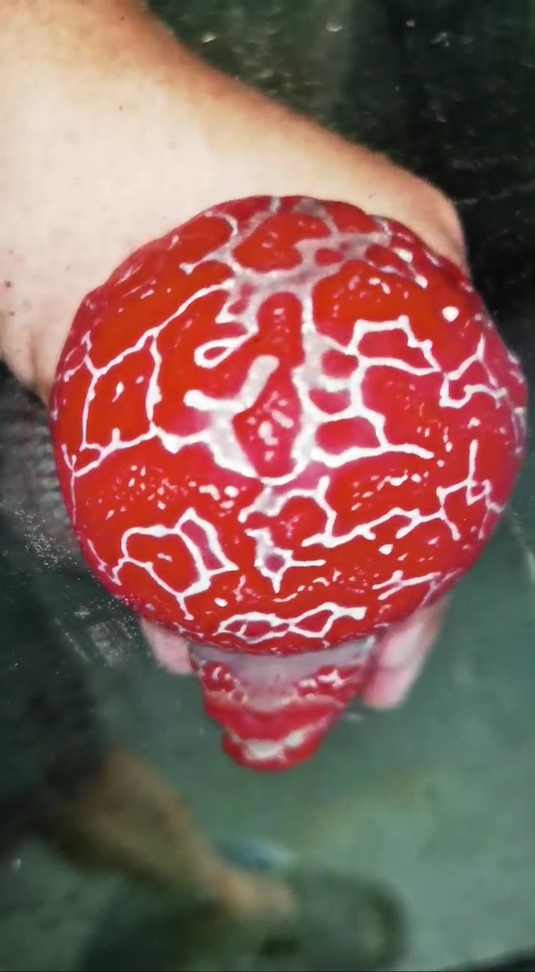 Super Red Dragon HQ Flowerhorn ( Male ) -VIP2