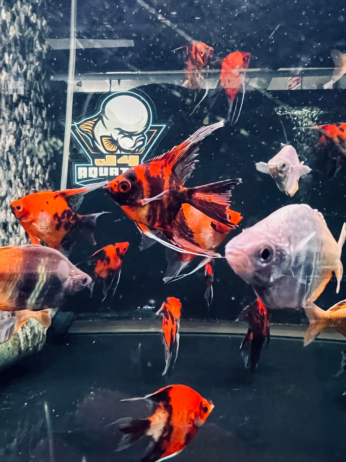Red Devil Grade A Angelfish 2-3"