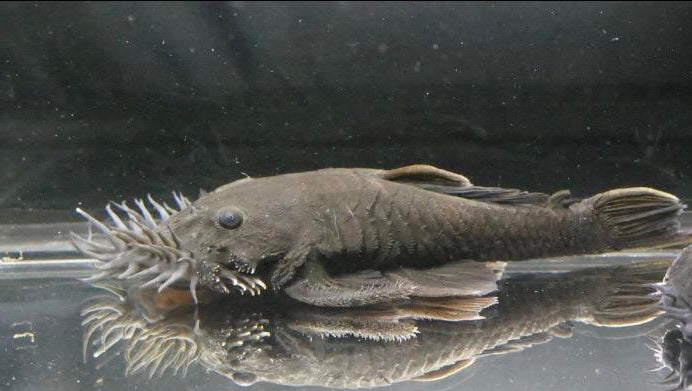 L034 Medusa Pleco 4"