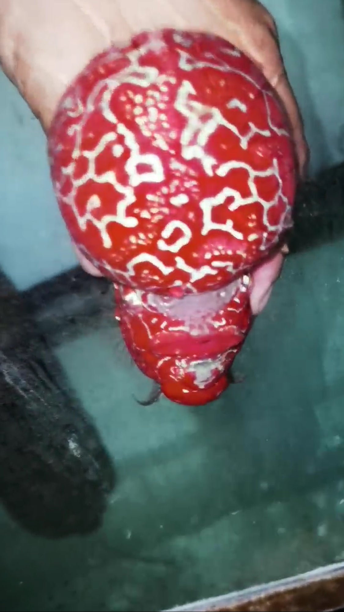 Super Red Dragon HQ Flowerhorn ( Male ) -VIP1