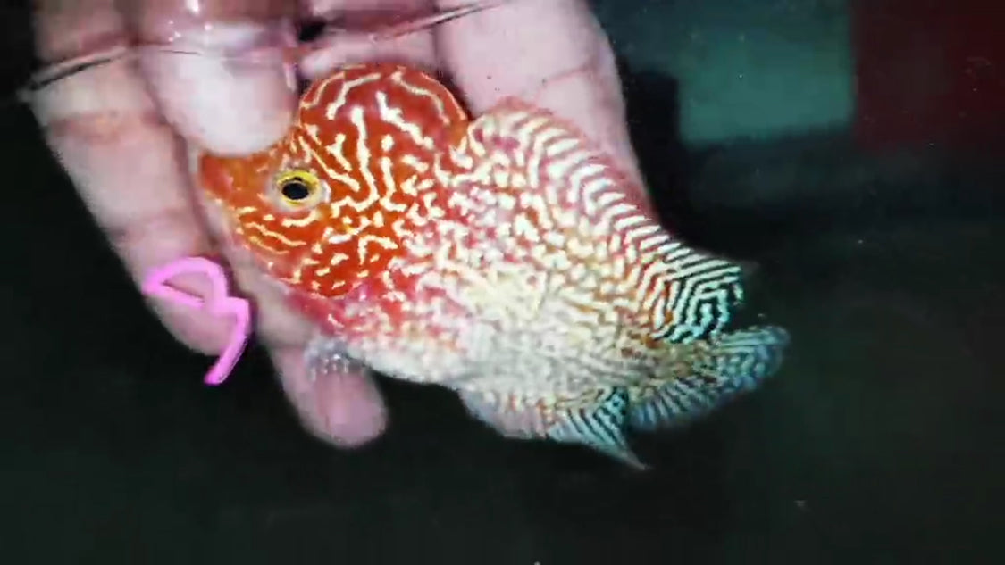 Golden Base Flowerhorn ( Male ) -G3