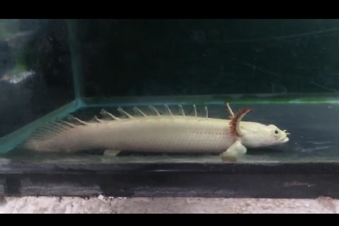 Platinum Endlicheri 5-6"