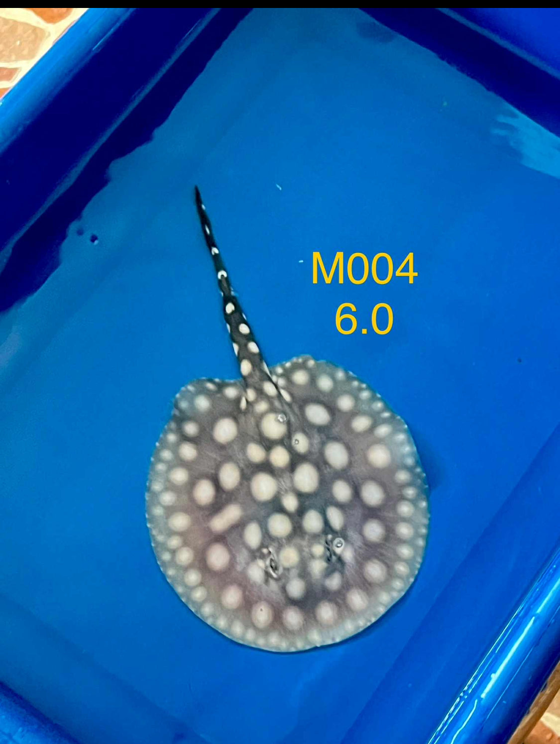 Black Diamond Hybrid Stingray Male 04