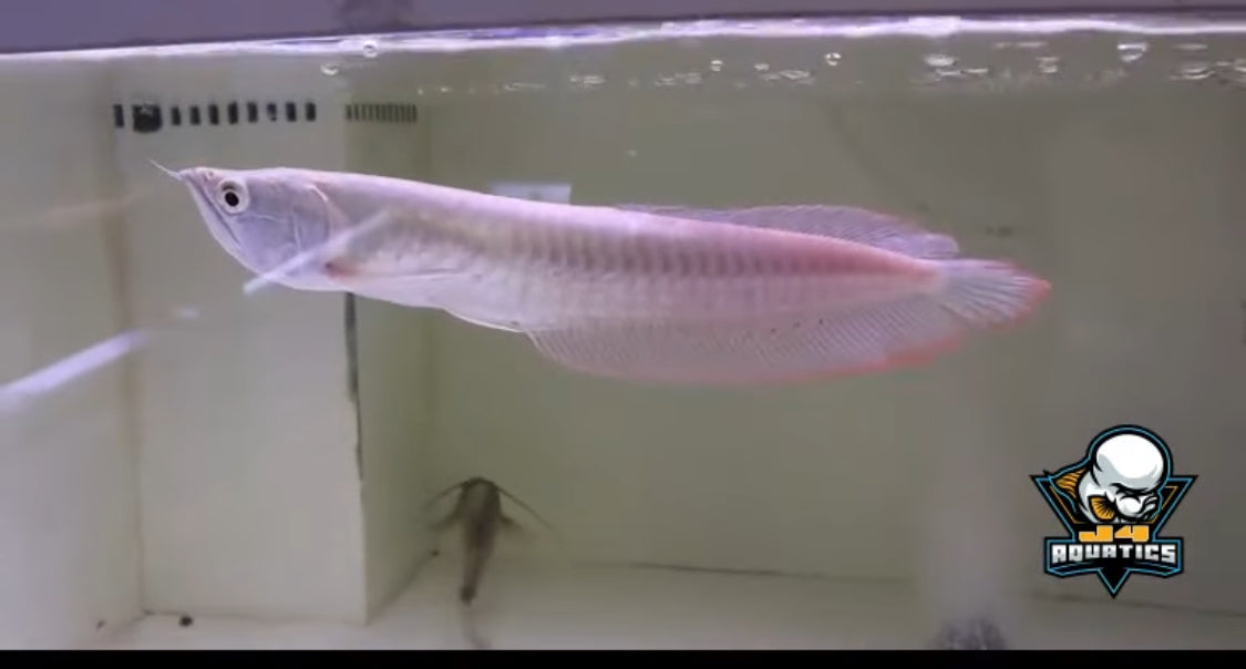 Silver Arowana 10"