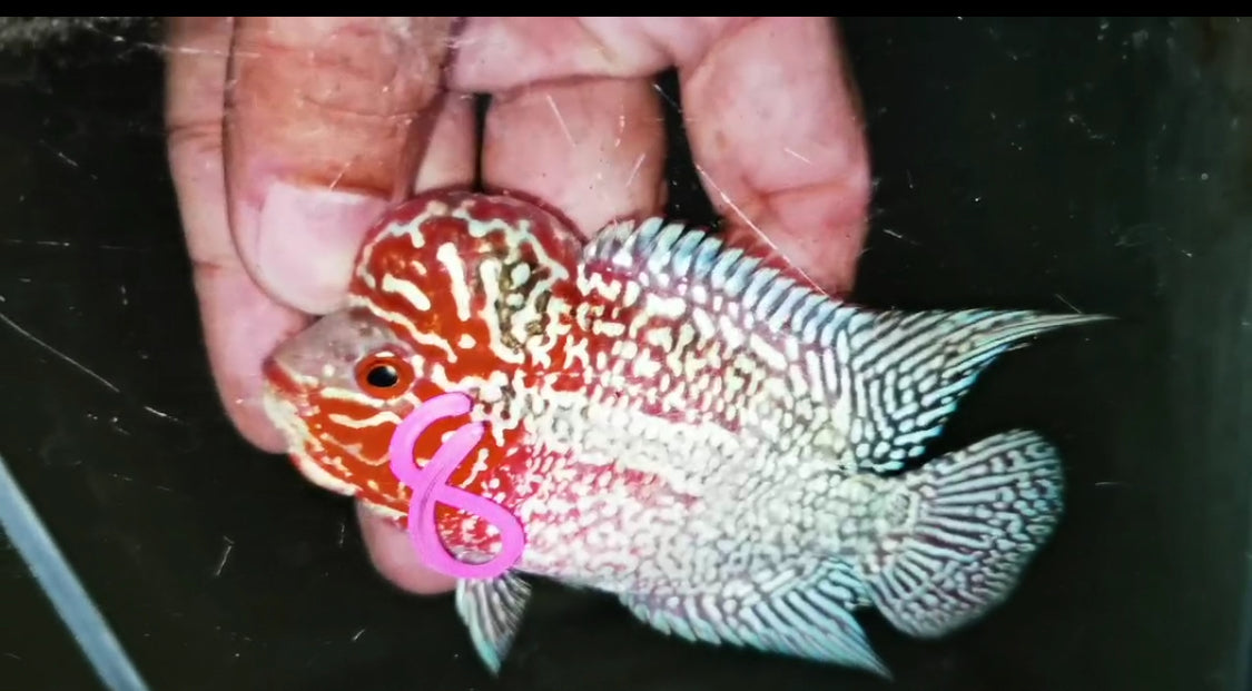 Super Red Dragon Flowerhorn ( Male ) -J08