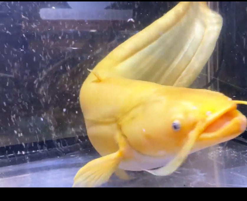 Golden Wels Catfish 14"