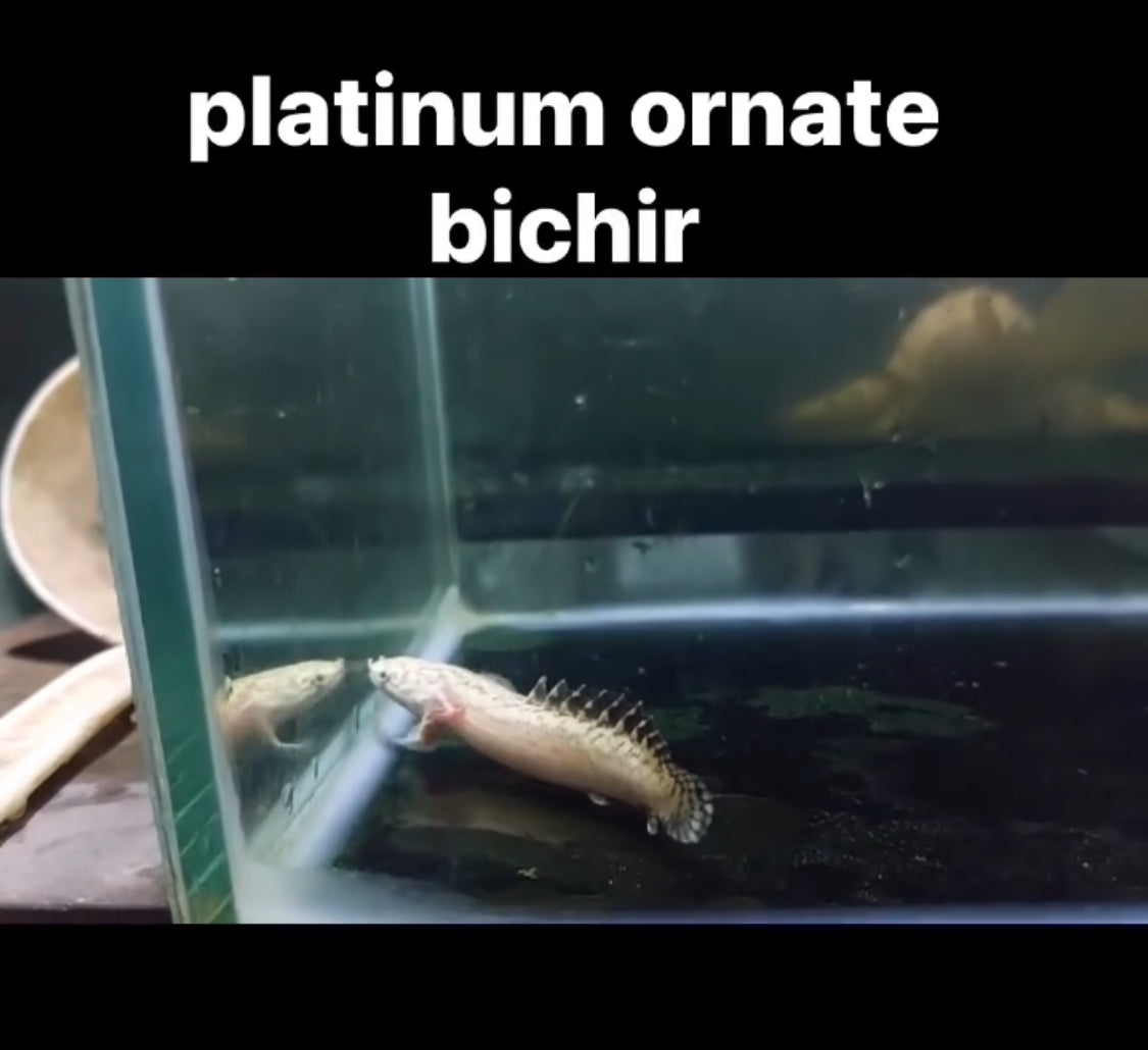 Platinum Ornate Bichir ( Pre Order )