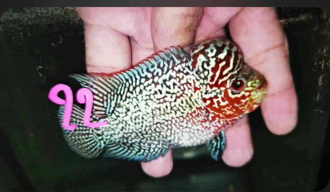 Super Red Dragon Flowerhorn ( Male ) -J22