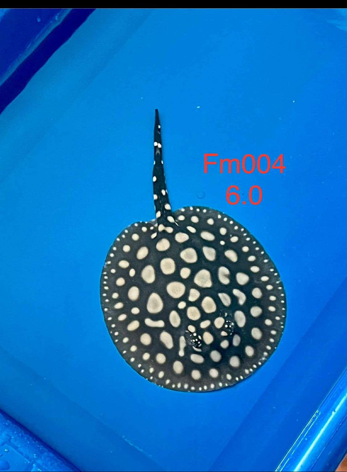 Black Diamond Hybrid Stingray Female 04